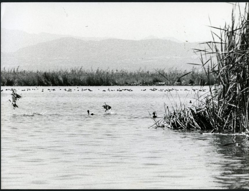 L’Albufera — IVAM · Centre Julio González